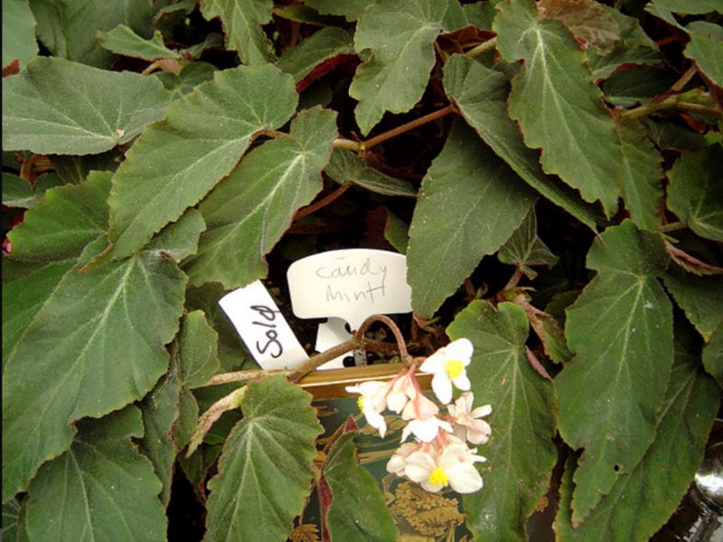 B. ‘Candy Mint’